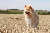 CHIEN FINNOIS DE LAPONIE 722